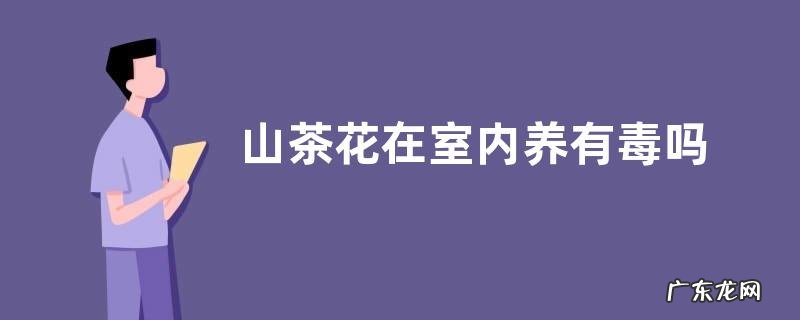 山茶花在室内养有毒吗