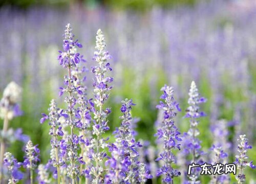 10月适合种什么植物 5种最适合十月栽种的植物
