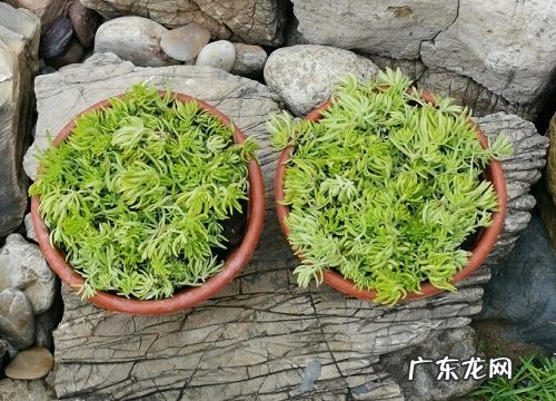 10月适合种什么植物 5种最适合十月栽种的植物