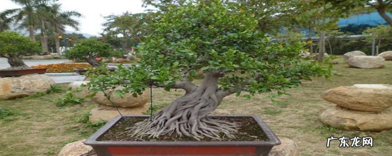 榕树盆景掉叶子的原因,榕树掉叶的解决办法