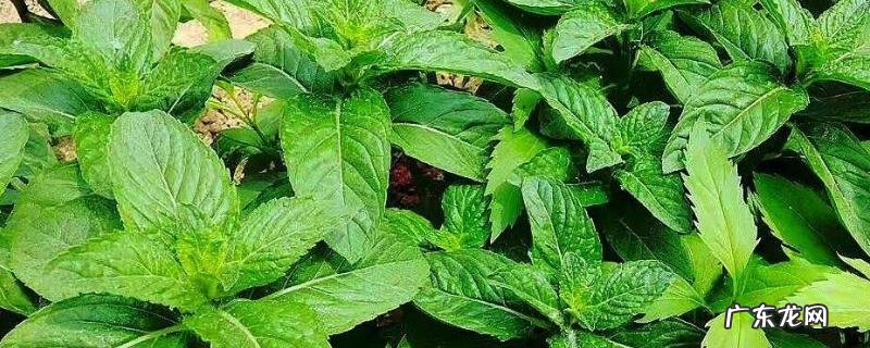 薄荷种子价格及种植方法,常见的薄荷种类