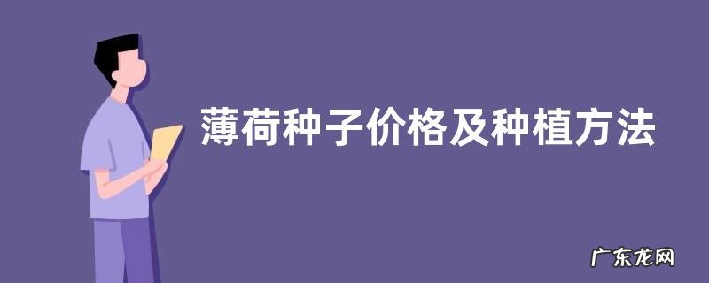 薄荷种子价格及种植方法,常见的薄荷种类