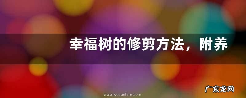 幸福树的修剪方法,附养殖注意事项