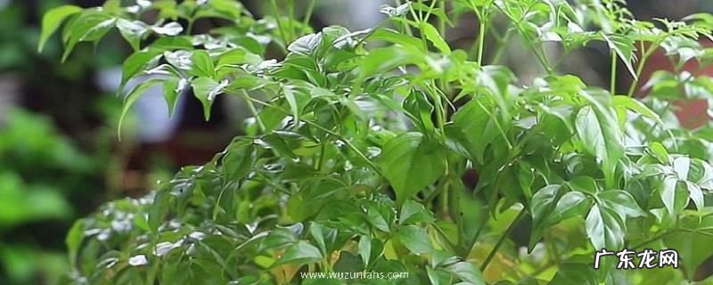 幸福树的修剪方法,附养殖注意事项