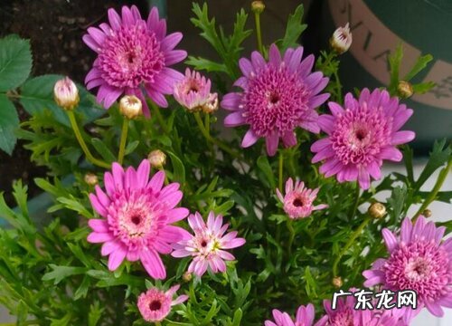 几年生 玛格丽特是一年生还是多年生 能活多少年