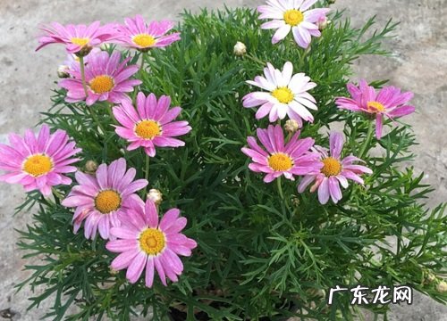 几年生 玛格丽特是一年生还是多年生 能活多少年