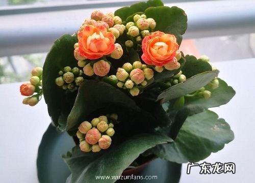 好养活 长寿花好养吗家里养护方法与注意事项