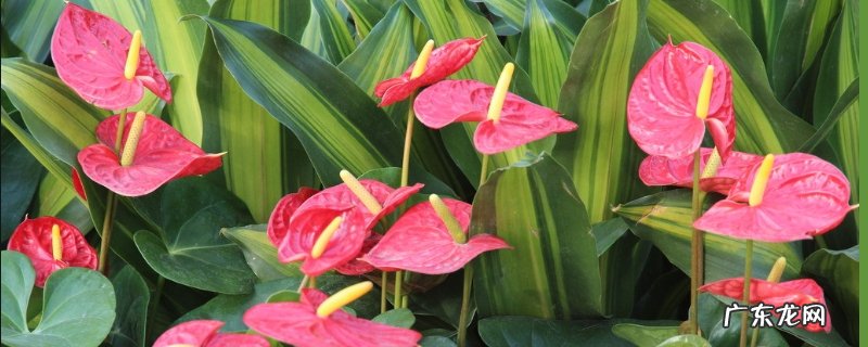 红掌的生长习性,耐荫忌阳光直射