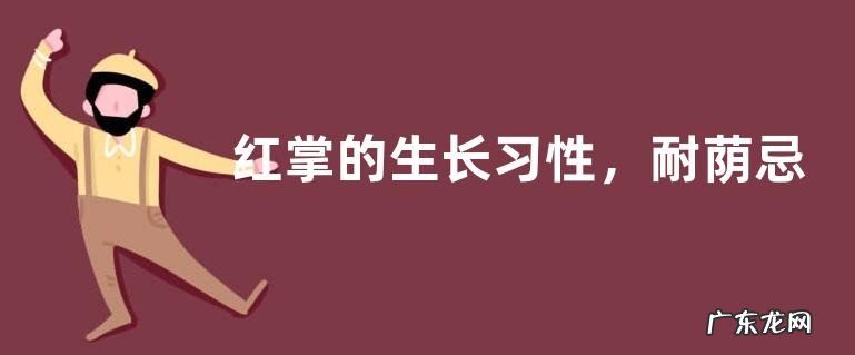 红掌的生长习性,耐荫忌阳光直射