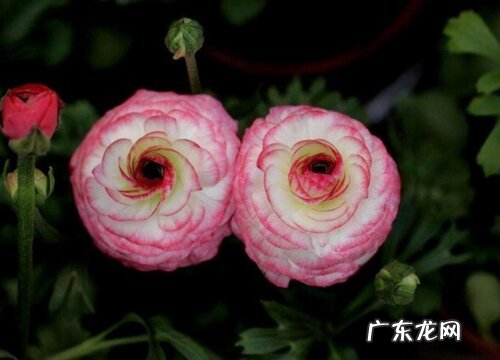 芹叶牡丹是多年生还是一年生植物 一棵能养几年