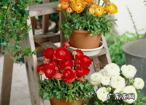 芹叶牡丹是多年生还是一年生植物 一棵能养几年