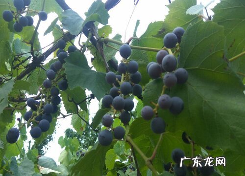 葡萄是多年生还是一年生植物 寿命是几年
