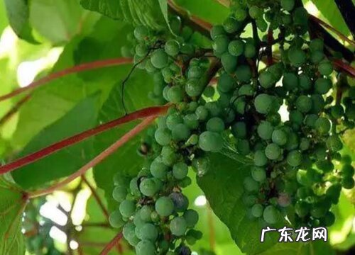 葡萄是多年生还是一年生植物 寿命是几年