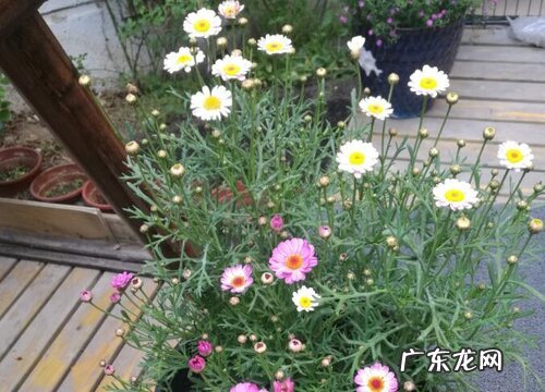 洋甘菊是一年生还是多年生 从播种到开花要多久