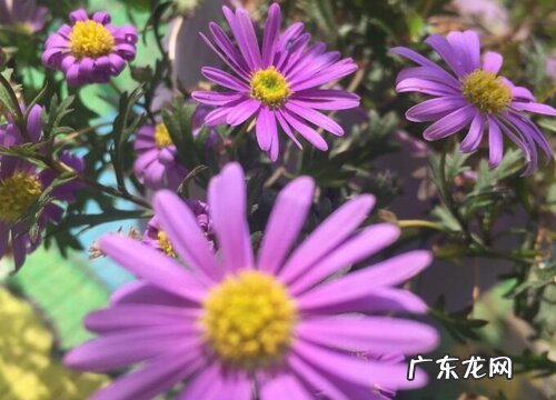 洋甘菊是一年生还是多年生 从播种到开花要多久