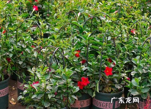 飘香藤是一年生还是多年生植物 寿命可以活多少年