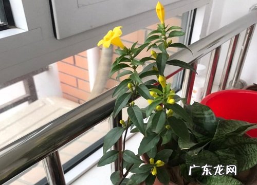 飘香藤是一年生还是多年生植物 寿命可以活多少年