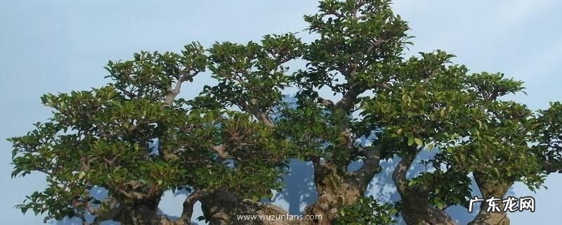 榕树盆景怎么修剪，以剪为主、绑扎为辅