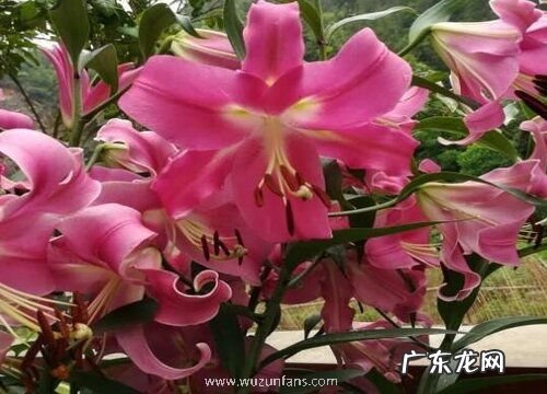 什么花的花语是久别重逢