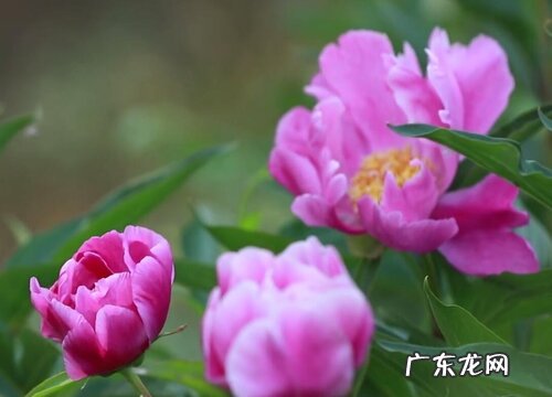 芍药花是多年生植物吗