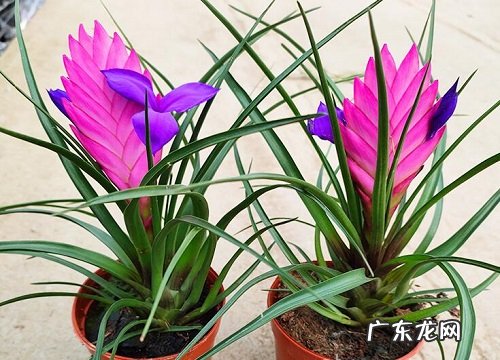 铁兰开花有什么寓意 开花的寓意和象征