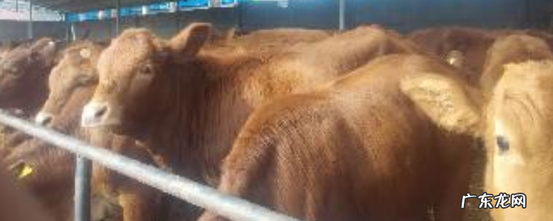 架子牛养殖场的建设方案,主要有以下两个方面