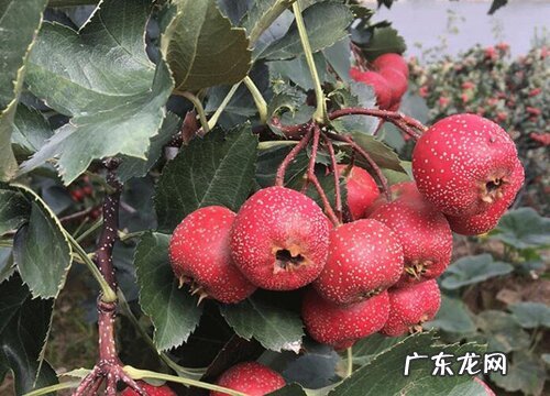 山楂树几月开花几月结果 种几年能挂果