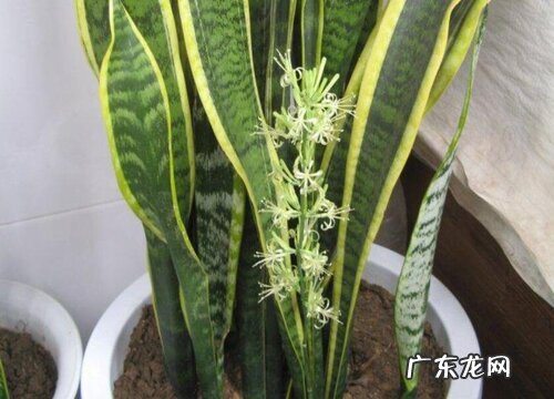 虎皮兰开花有什么寓意 开花的寓意和象征