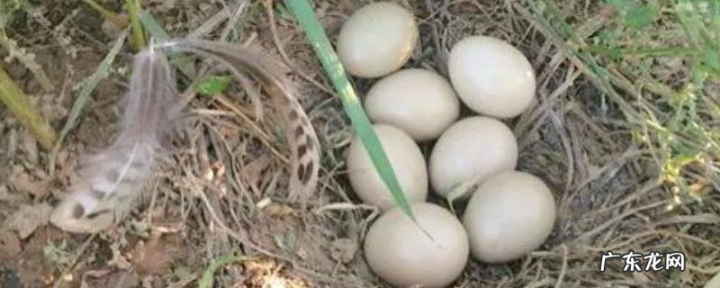 野鸡种蛋的保存技术?注意不能快速冷却