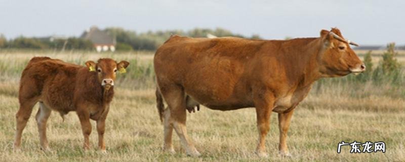 牛百叶干病防治方法,牛百叶干病的病因