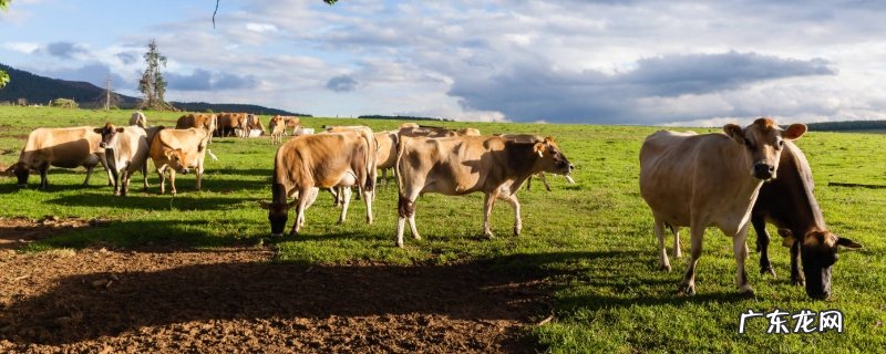 犊牛大肠杆菌病防治方法 ,附发病原因