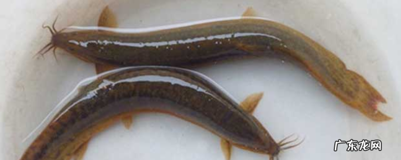 泥鳅养殖池的建造方法，相关材料的准备