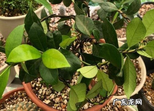 风车茉莉用多大的盆合适