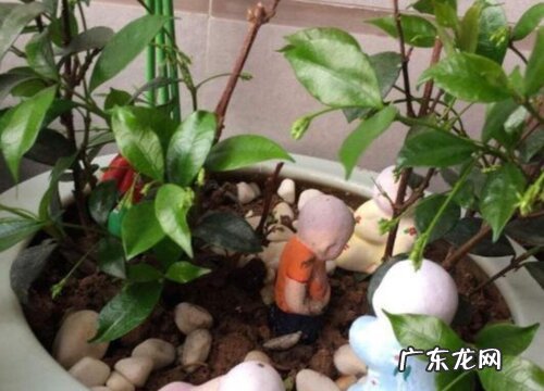 风车茉莉用多大的盆合适