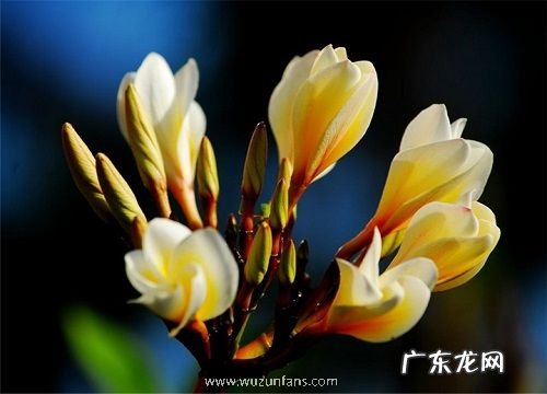 鸡蛋花的养殖方法和注意事项有哪些