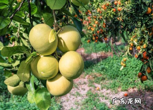 柚子是什么植物