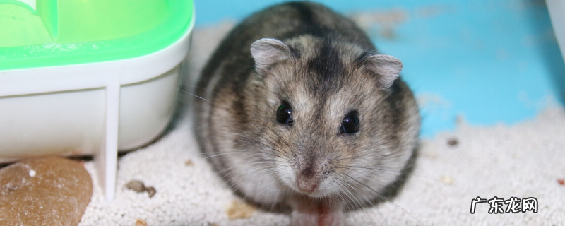 三线仓鼠寿命多长?仓鼠寿命的影响因素