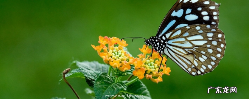 蝴蝶是昆虫吗?蝴蝶吃什么食物