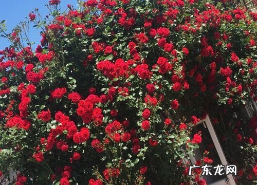 佛罗伦蒂娜月季一年开几次花