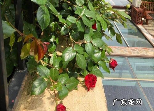 佛罗伦蒂娜月季一年开几次花