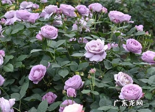 欧月的养殖方法和注意事项有哪些