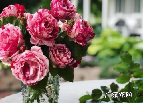 欧月的养殖方法和注意事项有哪些