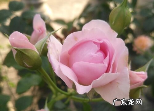 欧月的养殖方法和注意事项有哪些