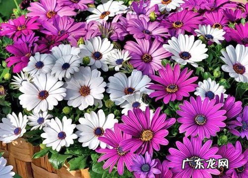 黑土适合种什么植物