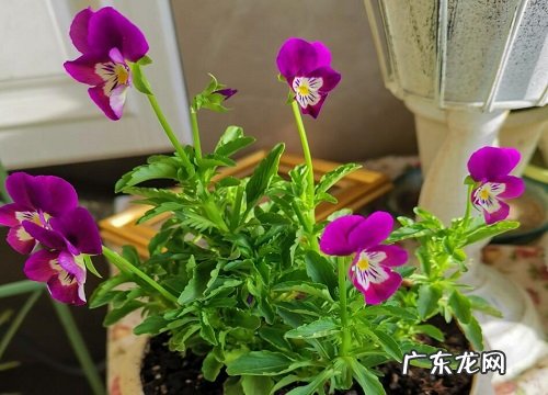 黑土适合种什么植物