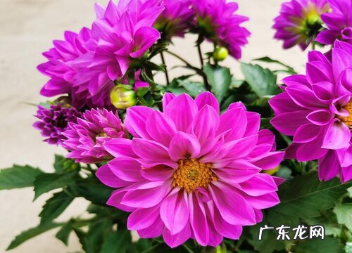 黑土适合种什么植物