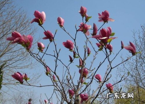 黑土适合种什么植物