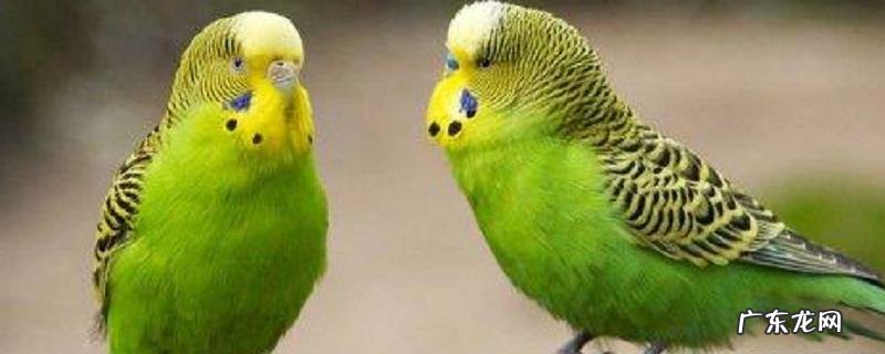 虎皮鹦鹉繁殖方法，附繁殖时间