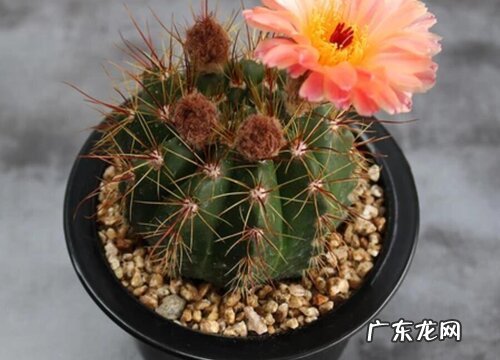 青王丸仙人球一年开几次花 多长时间开一次花