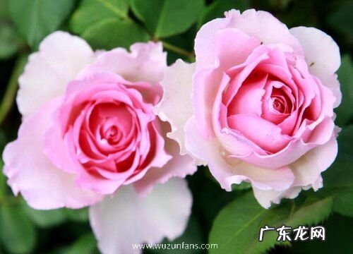 罗衣月季一年开几次花 花期在几月